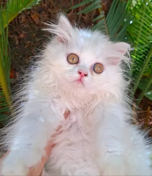 Chat persan 