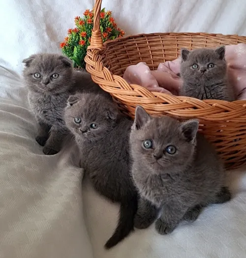 Scottish fold