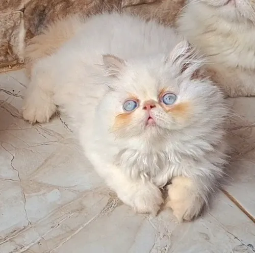 Chat persan peke face 