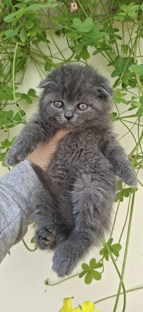 Scottish fold