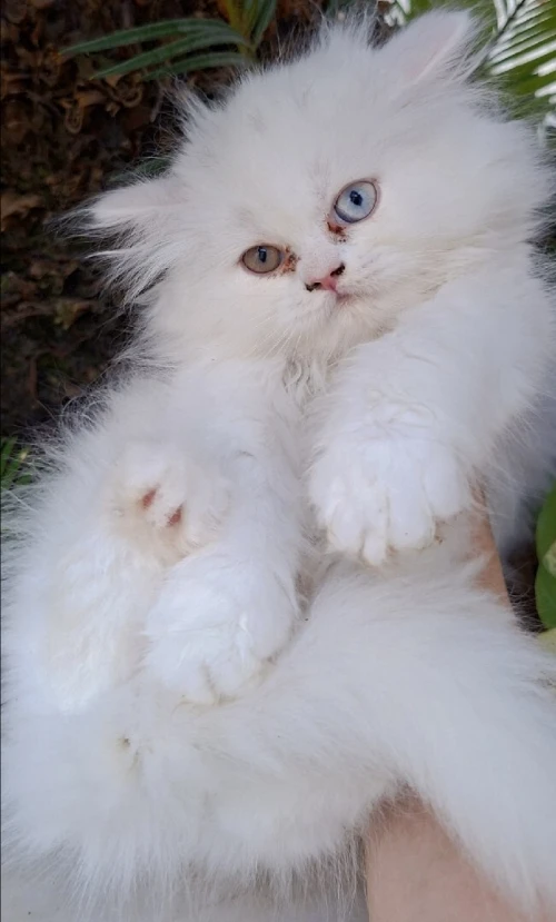 Chat persan blanc yeux vairons 