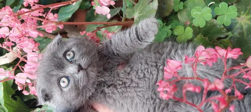 Chat Scottish fold et british shorthair