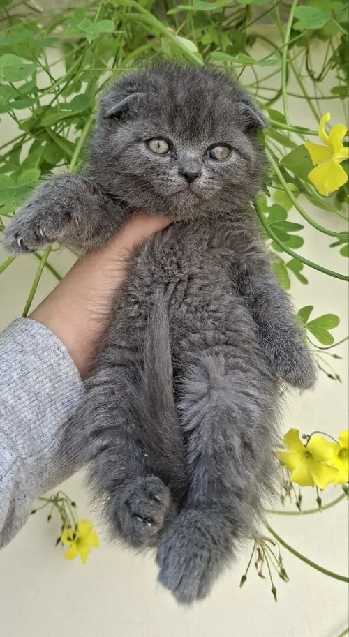 Scottish fold/ British shorthair
