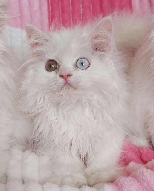 Chat persan mâle 
