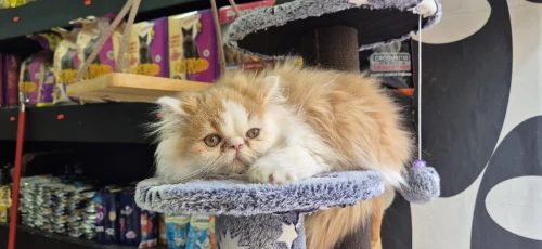 NOUVELLE PORTÉE DES CHATONS PERSAN