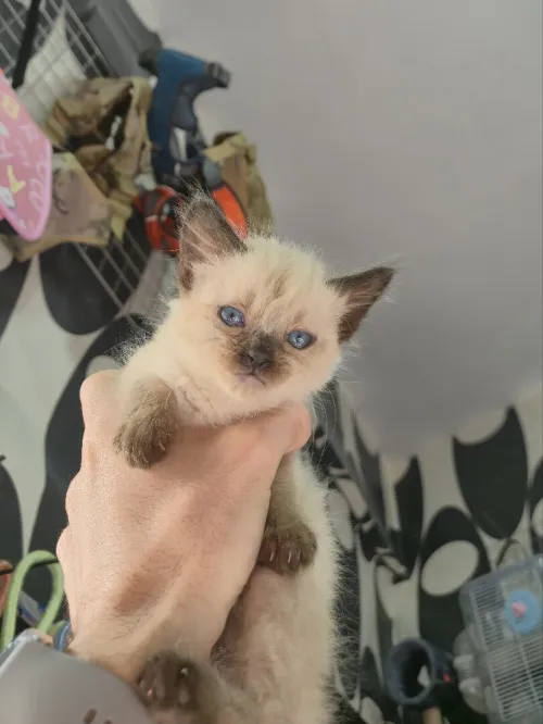 Nouvel arrivage chat siamois