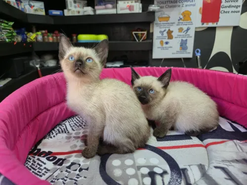 Nouvel arrivage chat siamois
