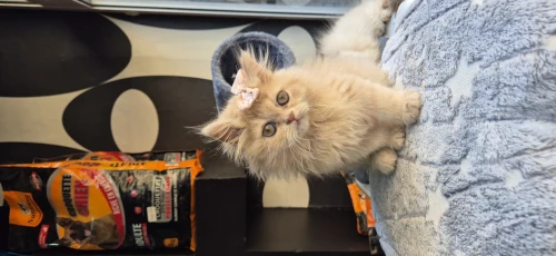 NOUVELLE PORTÉE DES CHATONS PERSAN