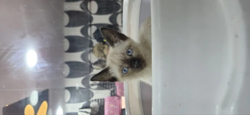 NOUVELLE PORTÉE DES CHATONS SAIMOIS