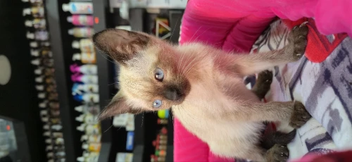 NOUVELLE PORTÉE DES CHATONS SAIMOIS