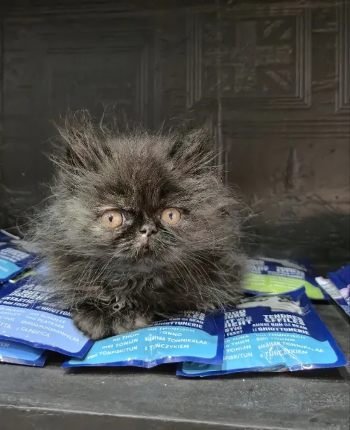 Nouvel arrivage de chat persan