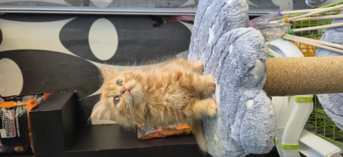 NOUVELLE PORTÉE DES CHATONS PERSAN