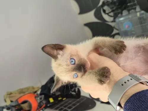Nouvel arrivage chat siamois