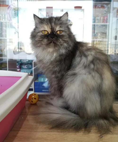 Nouvel arrivage de chat persan