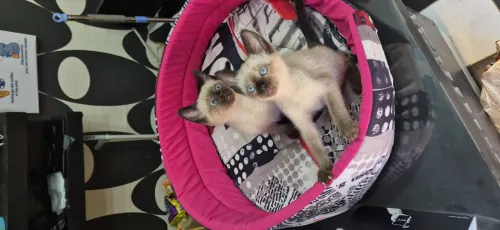 Nouvel arrivage chat siamois
