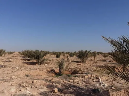 Vente Terrain Agricole Biskra Doucen