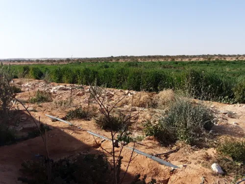 Vente Terrain Agricole Biskra Doucen