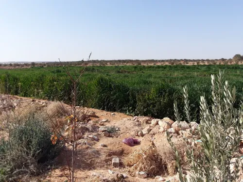 Vente Terrain Agricole Biskra Doucen