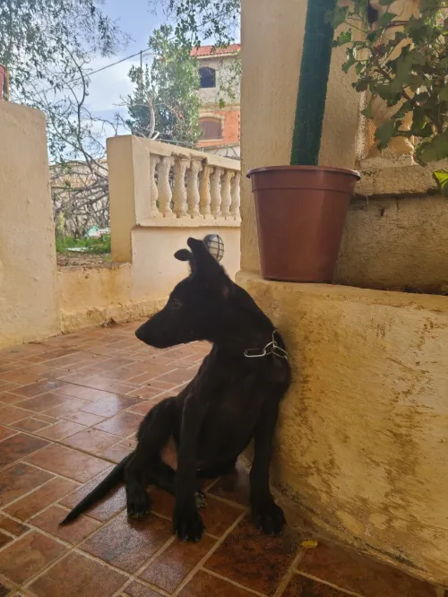 Malinois noir