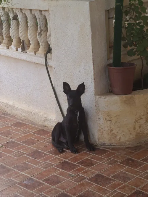 Malinois noir