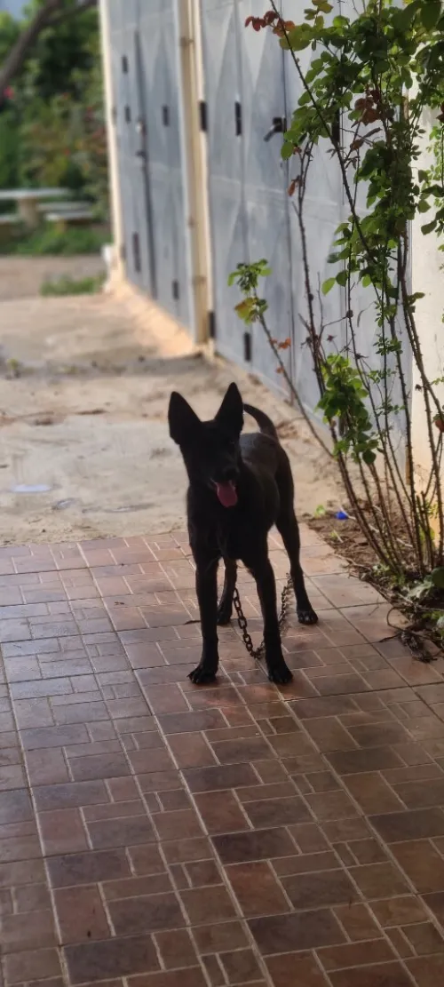 Malinois noir pure race