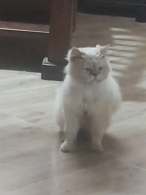 Chat persan