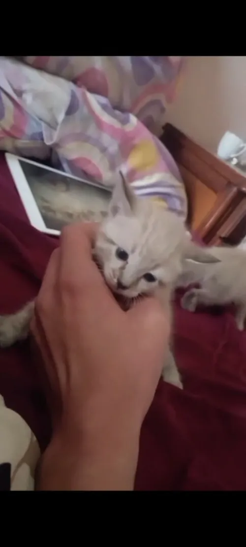 Chat siamois 
