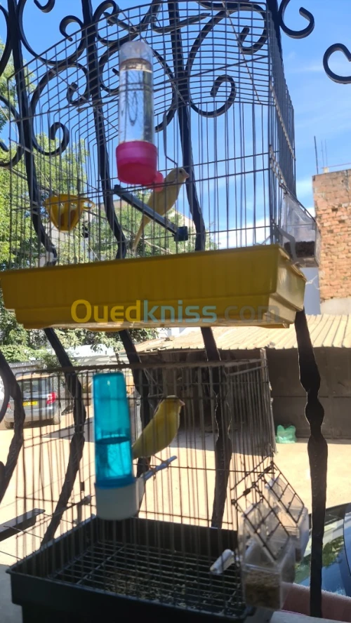Couple Canari