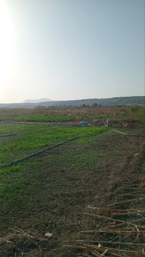 Vente Terrain Agricole Tipaza Sidi rached