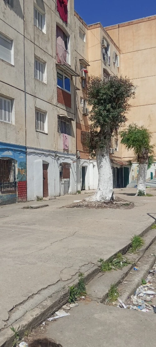 Vente Local Alger Les eucalyptus