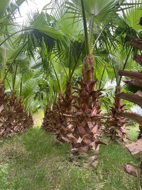 Plante washingtonia