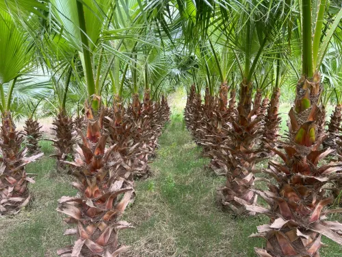 Plante washingtonia