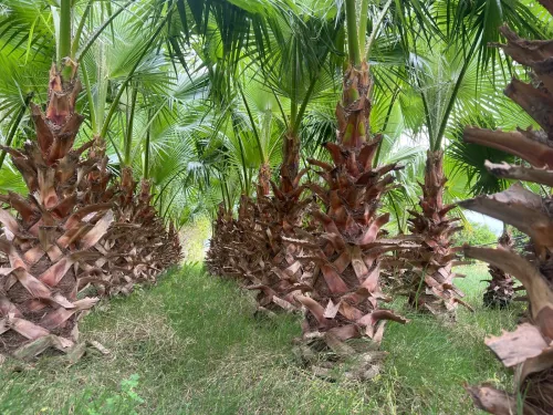 Plante washingtonia