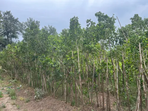 Plantes ficus 