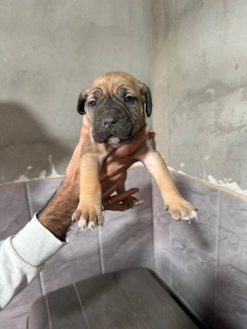 Cane corso