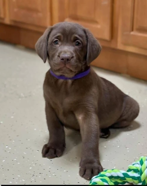 Labrador retriever