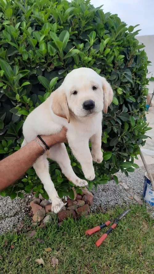 Labrador retriever