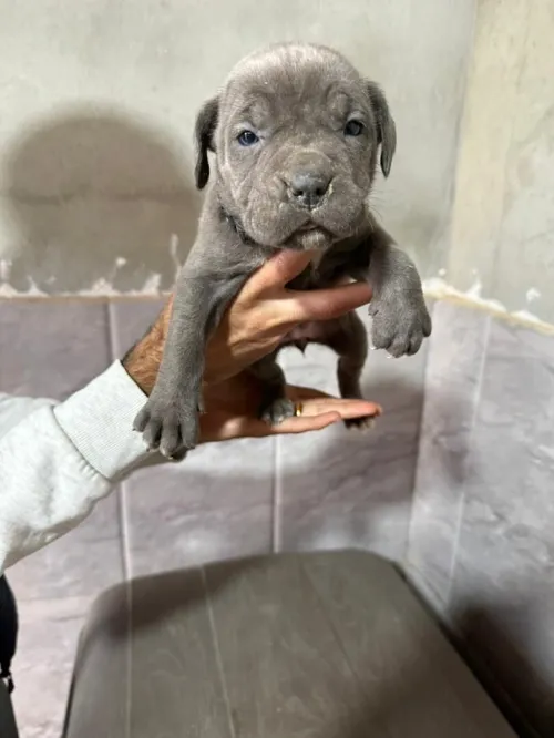 Cane corso