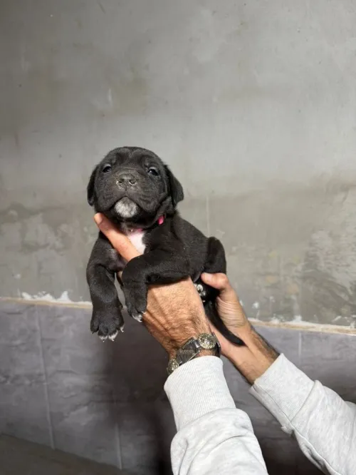 Cane corso