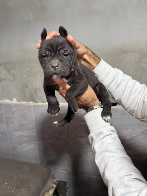 Cane corso