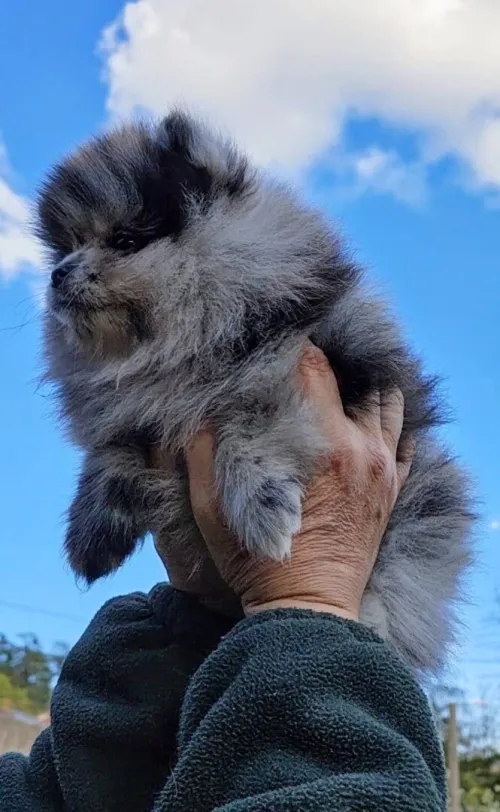 Spitz Pomeranian