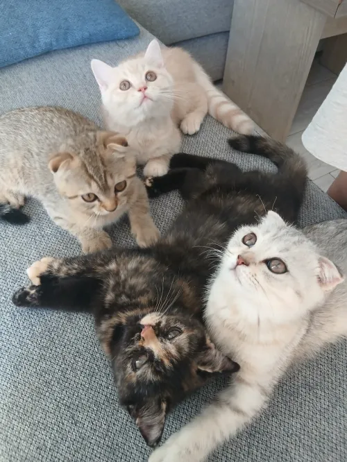Magnifique mâle Scottish Fold tabby marron, joueur et plein de caractère