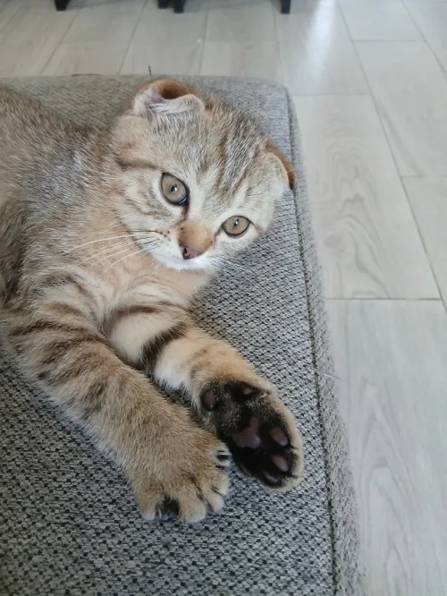 Magnifique mâle Scottish Fold tabby marron, joueur et plein de caractère