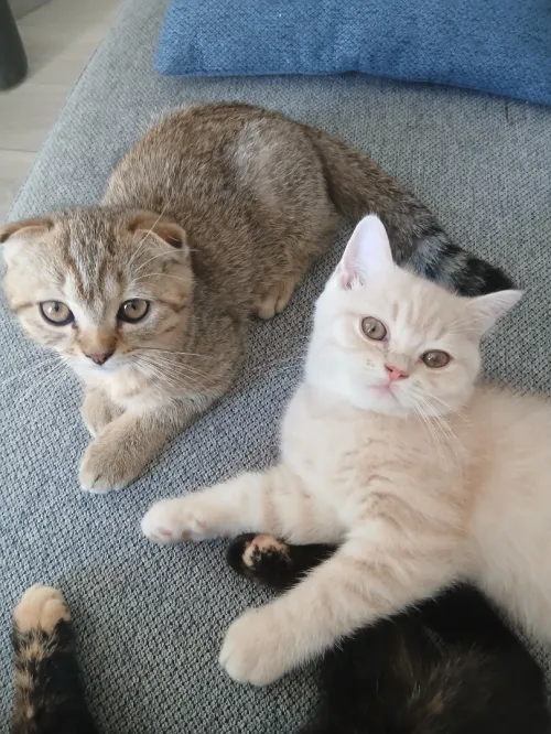 Magnifique mâle type British Shorthair issu de lignée Scottish