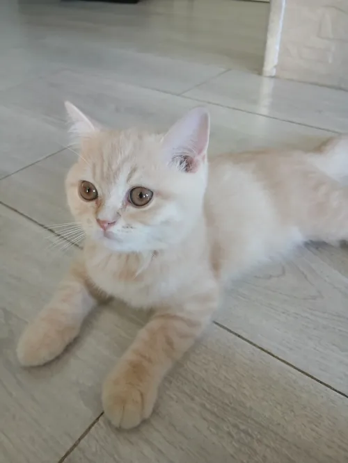 Magnifique mâle type British Shorthair issu de lignée Scottish