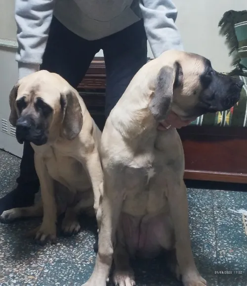 Mastiff english