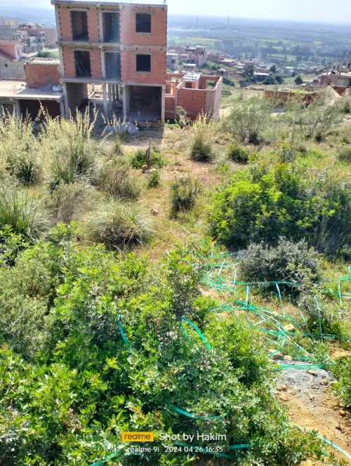 Vente Terrain Blida Meftah