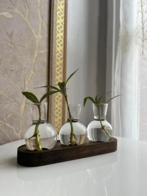 Vase pour plante Hydroponique très classe