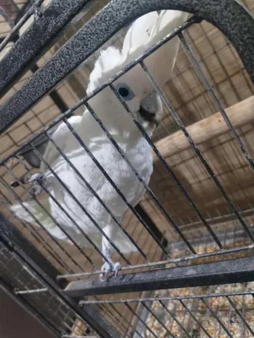 Peroquet  cockatoo
