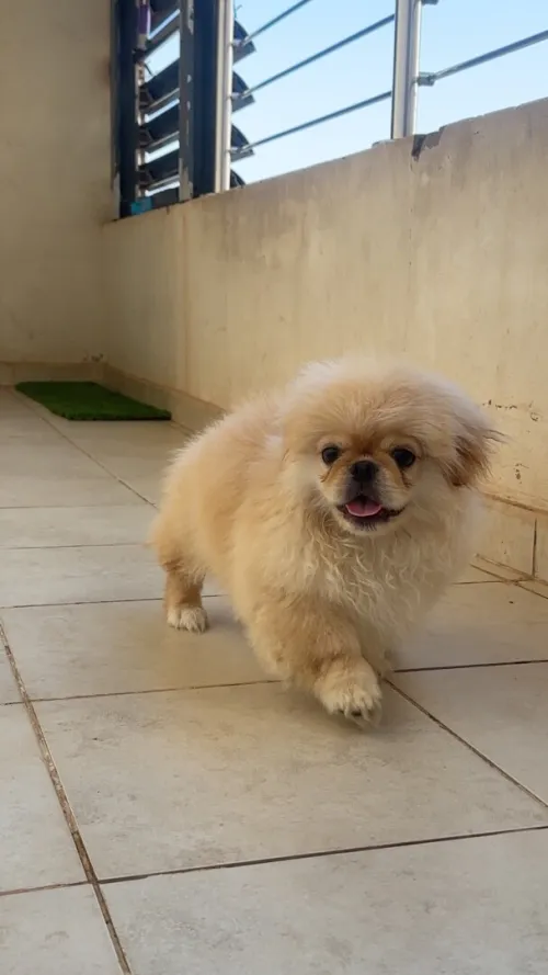 Chiots Pekinois toy 